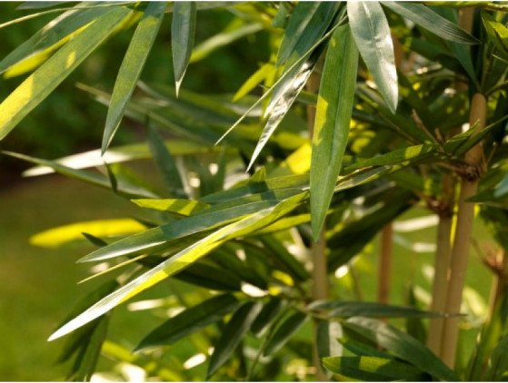 Bamboe  | Kunstplant | 150cm.